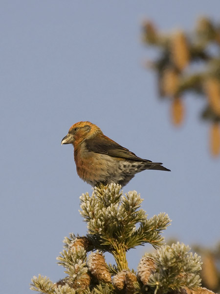 Isokäpylintu, Parrot Crossbill, Loxia pytyopsittacus
